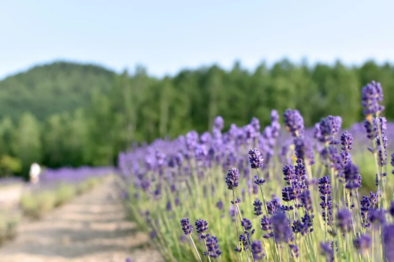 Highland Furano Ξενοδοχείο